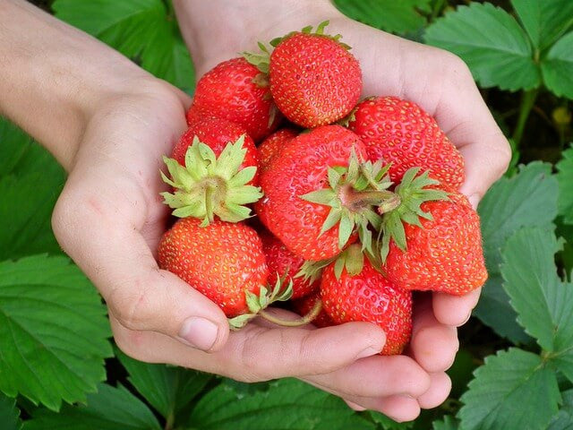 5 Simple Gardening Hacks To Grow More Strawberries